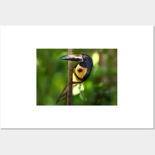 Collared Aracari - Costa Rica Posters and Art